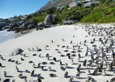 Cape Town Boulder Beach Penguins
