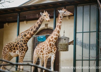 Giraffe Manor Nairobi